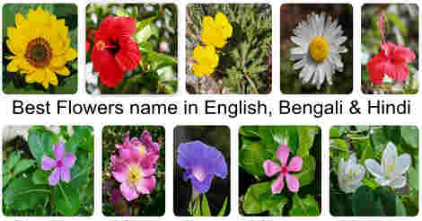 flower names in English