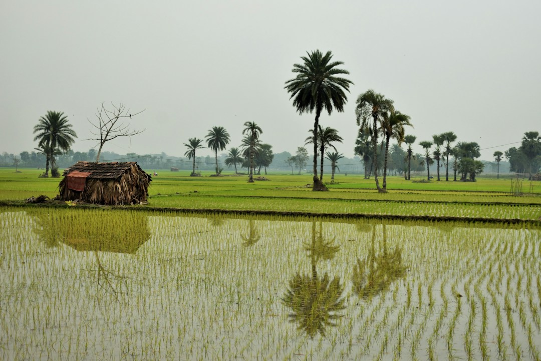 Rural agricultural landscape representing Social Development Foundation SDF community development work